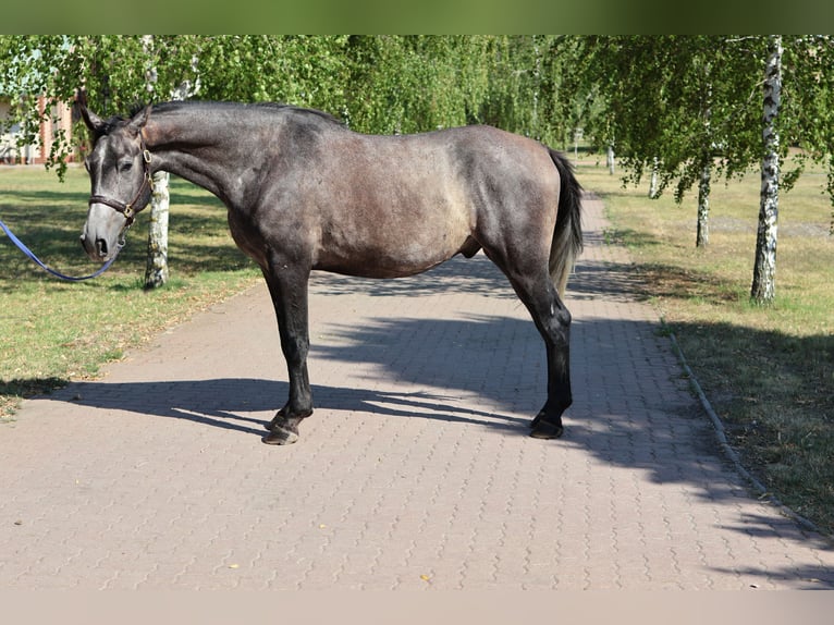 Sonstige Rassen Wallach 5 Jahre 164 cm Schimmel in GROTE-BROGEL