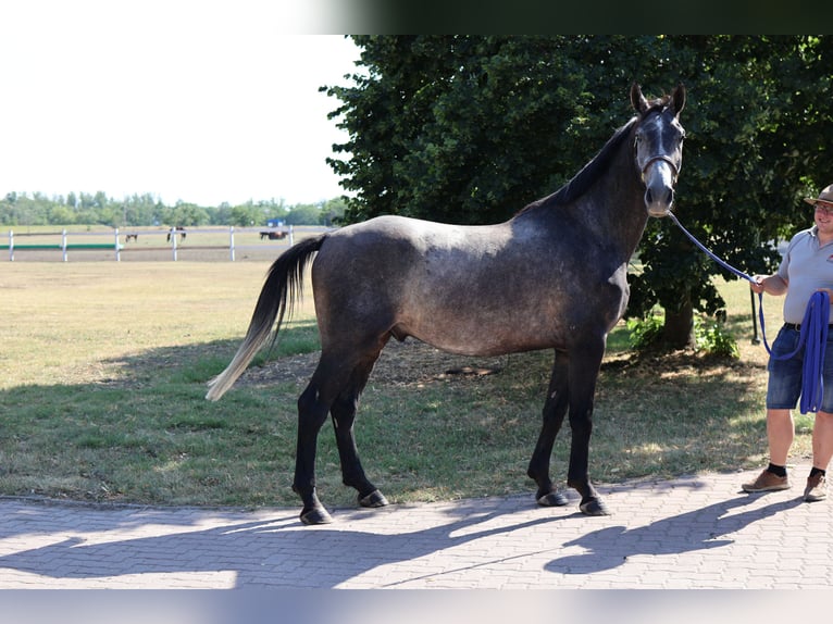 Sonstige Rassen Wallach 5 Jahre 164 cm Schimmel in GROTE-BROGEL