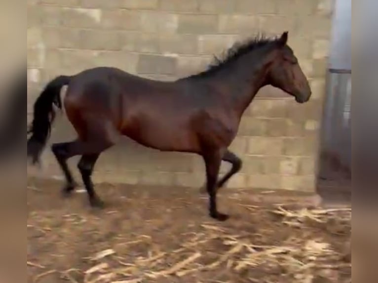Sonstige Rassen Mix Wallach 5 Jahre 165 cm Rotbrauner in Sevilla