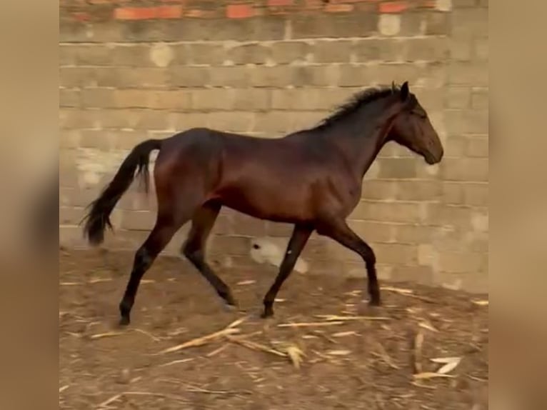 Sonstige Rassen Mix Wallach 5 Jahre 165 cm Rotbrauner in Sevilla