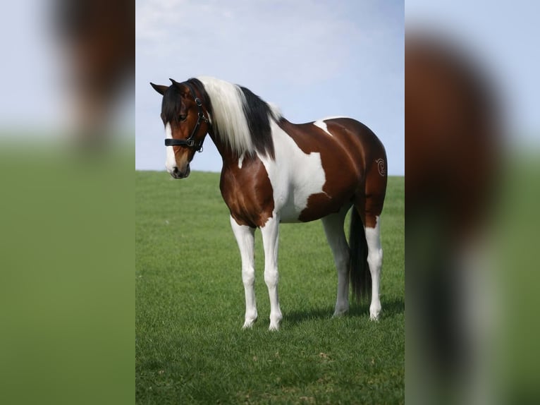 Sonstige Rassen Wallach 5 Jahre 165 cm Schecke in Nettersheim