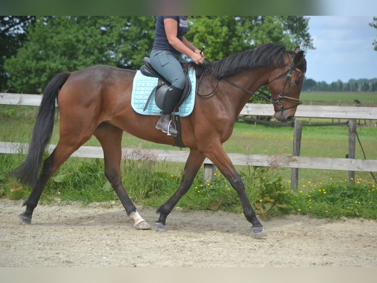 Sonstige Rassen Wallach 5 Jahre 166 cm Brauner in Breda