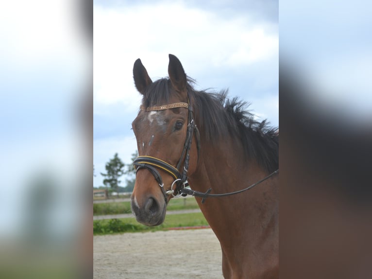 Sonstige Rassen Wallach 5 Jahre 166 cm Brauner in Breda