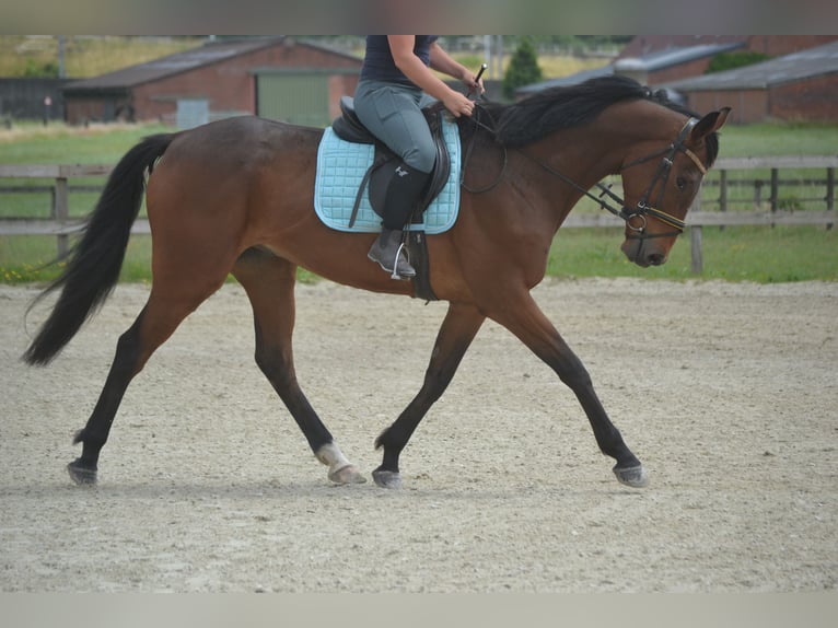Sonstige Rassen Wallach 5 Jahre 167 cm Brauner in Breda