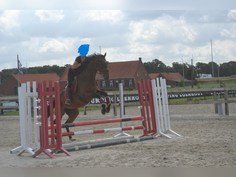 Sonstige Rassen Wallach 5 Jahre 167 cm Brauner in Breda