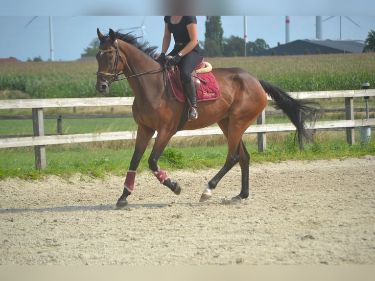 Sonstige Rassen Wallach 5 Jahre 167 cm Brauner in Breda