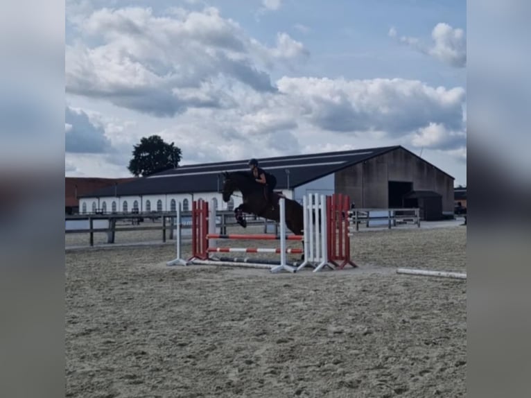 Sonstige Rassen Wallach 5 Jahre 167 cm Brauner in Breda
