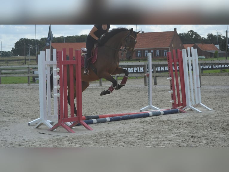Sonstige Rassen Wallach 5 Jahre 167 cm Brauner in Breda