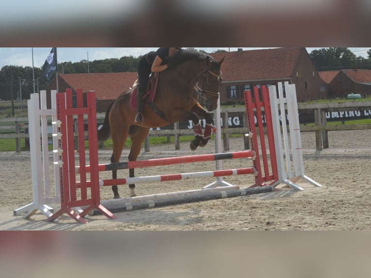 Sonstige Rassen Wallach 5 Jahre 167 cm Brauner in Breda