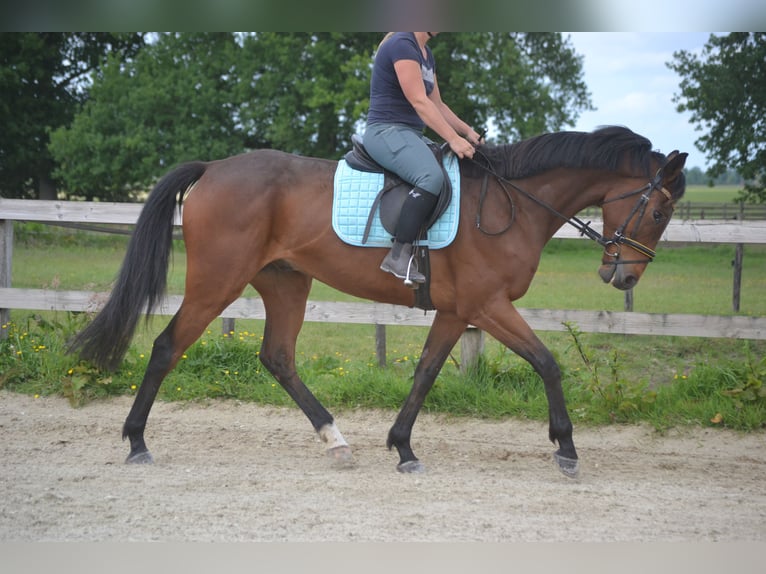 Sonstige Rassen Wallach 5 Jahre 167 cm Brauner in Breda