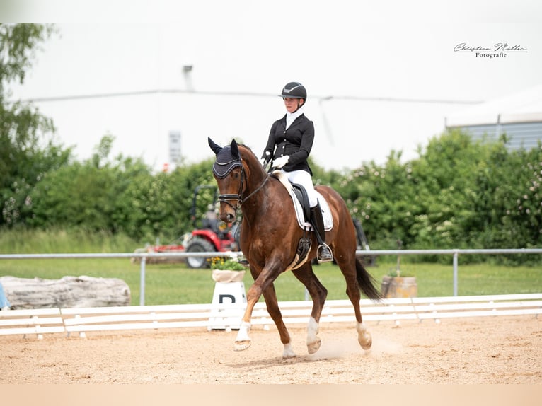 Sonstige Rassen Wallach 5 Jahre 167 cm Hellbrauner in Schw&#xE4;bisch Hall