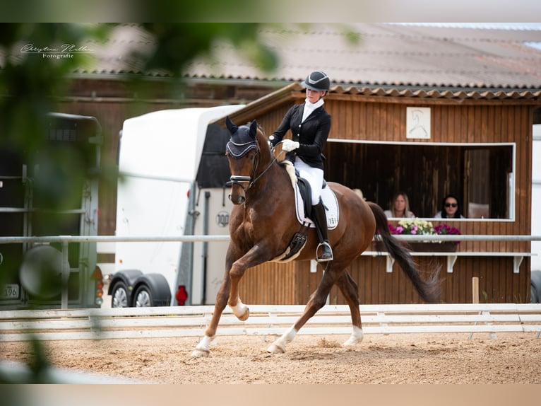 Sonstige Rassen Wallach 5 Jahre 167 cm Hellbrauner in Schw&#xE4;bisch Hall