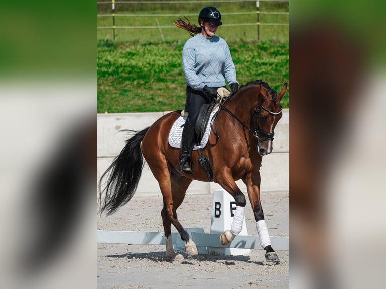 Sonstige Rassen Wallach 5 Jahre 168 cm Brauner in Nettersheim