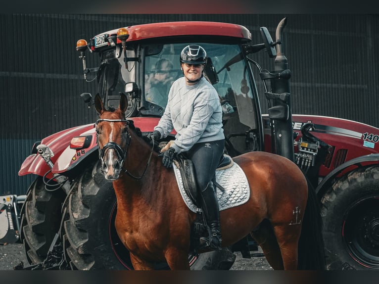 Sonstige Rassen Wallach 5 Jahre 168 cm Brauner in Nettersheim