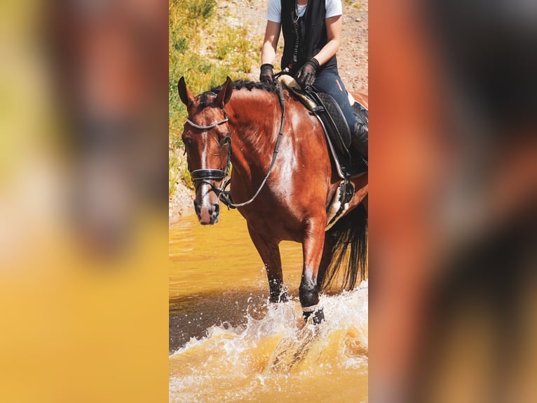 Sonstige Rassen Wallach 5 Jahre 168 cm Brauner in Nettersheim
