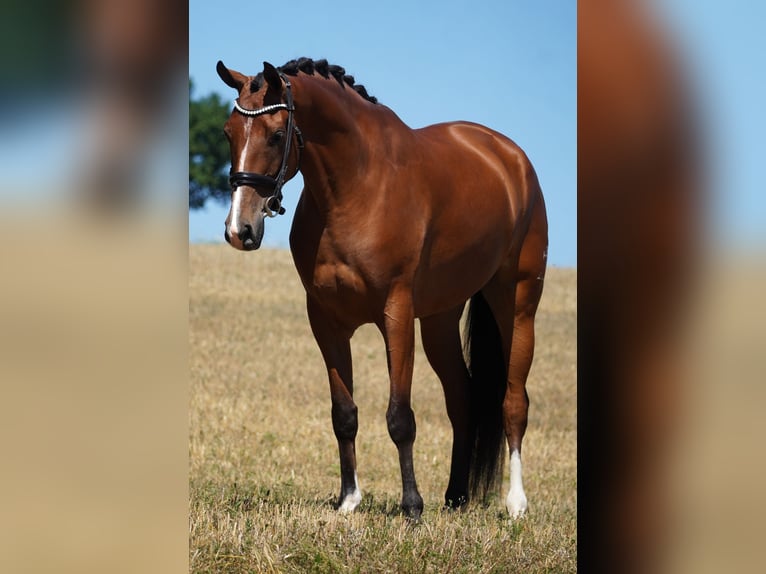 Sonstige Rassen Wallach 5 Jahre 168 cm Brauner in Nettersheim