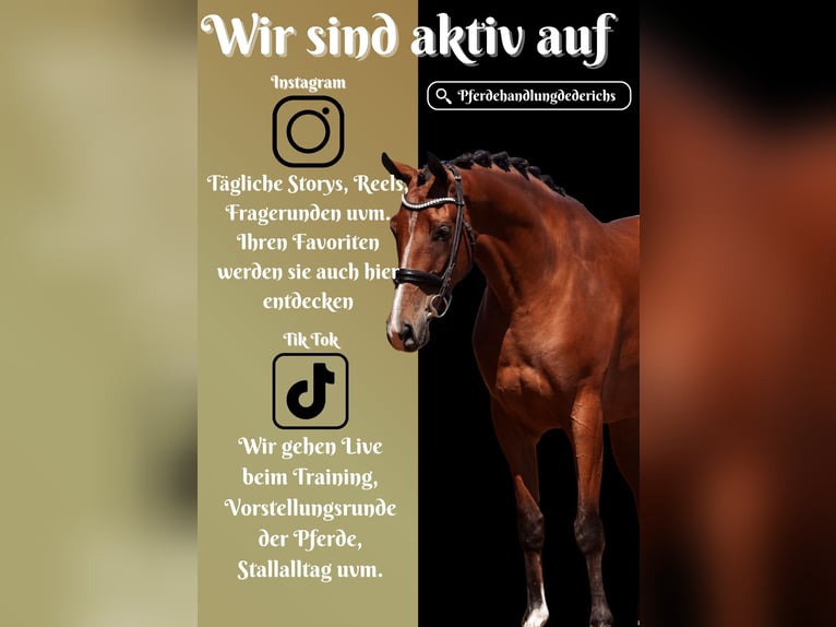 Sonstige Rassen Wallach 5 Jahre 168 cm in Nettersheim