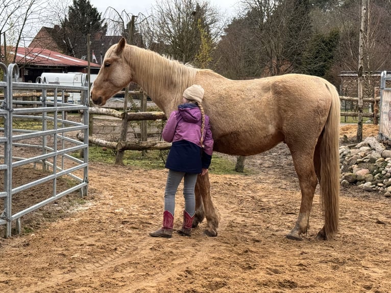 Sonstige Rassen Mix Wallach 5 Jahre 168 cm Palomino in Soltau