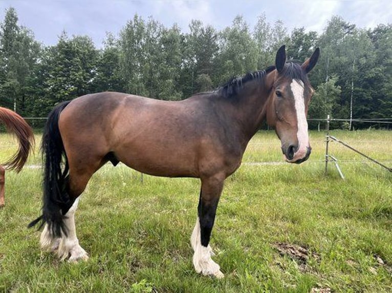 Sonstige Rassen Mix Wallach 5 Jahre 176 cm Brauner in Sonnefeld