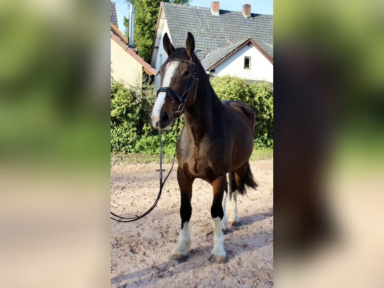 Sonstige Rassen Wallach 5 Jahre 176 cm in Sonnefeld