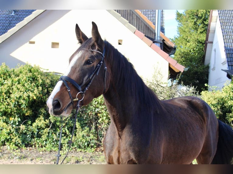 Sonstige Rassen Wallach 5 Jahre 176 cm in Sonnefeld