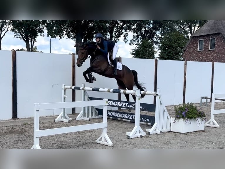 Sonstige Rassen Wallach 5 Jahre Brauner in Waddinxveen