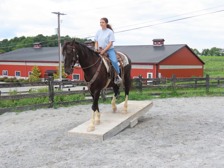 Sonstige Rassen Wallach 5 Jahre Rappe in Honey Brook
