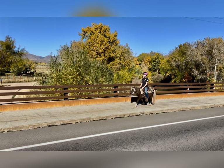 Sonstige Rassen Wallach 6 Jahre 102 cm Schecke in Fort Collins