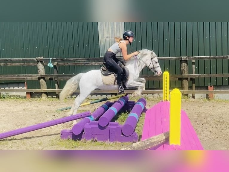 Sonstige Rassen Wallach 6 Jahre 123 cm Fliegenschimmel in Sligo