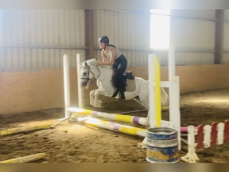 Sonstige Rassen Wallach 6 Jahre 123 cm Fliegenschimmel in Sligo