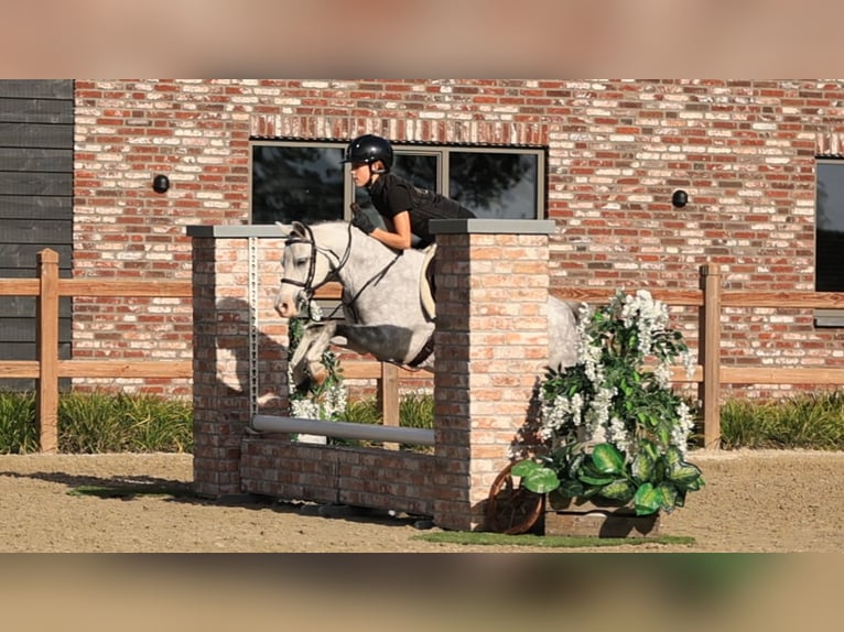 Sonstige Rassen Wallach 6 Jahre 126 cm  in Oost West en Middelbeers