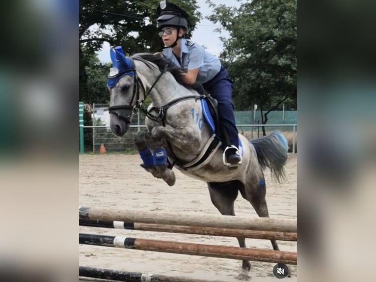 Sonstige Rassen Wallach 6 Jahre 133 cm Schimmel in Stutensee