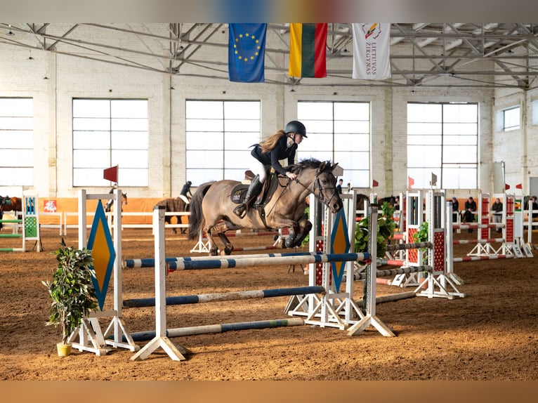Sonstige Rassen Mix Wallach 6 Jahre 137 cm Grullo in Vilnius