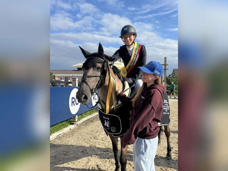 Sonstige Rassen Mix Wallach 6 Jahre 137 cm Grullo in Vilnius