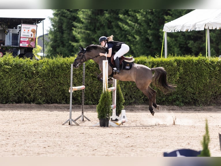 Sonstige Rassen Mix Wallach 6 Jahre 137 cm Grullo in Vilnius
