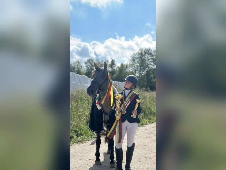 Sonstige Rassen Mix Wallach 6 Jahre 137 cm Grullo in Vilnius
