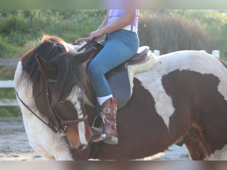 Sonstige Rassen Mix Wallach 6 Jahre 142 cm Schecke in Santa Cruz