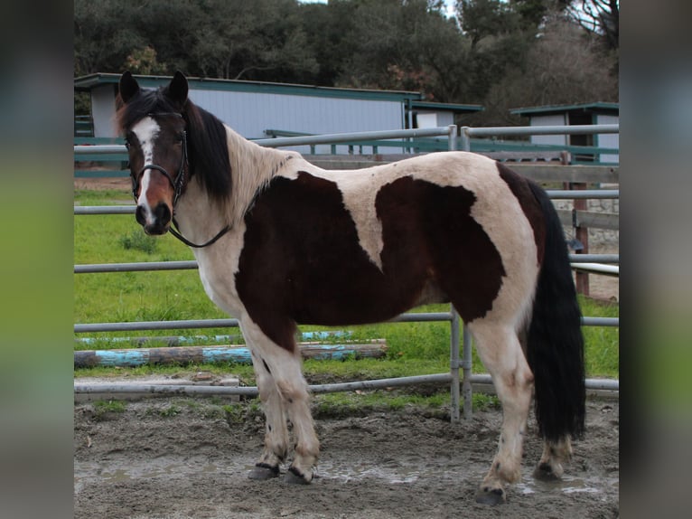 Sonstige Rassen Mix Wallach 6 Jahre 142 cm Schecke in Santa Cruz