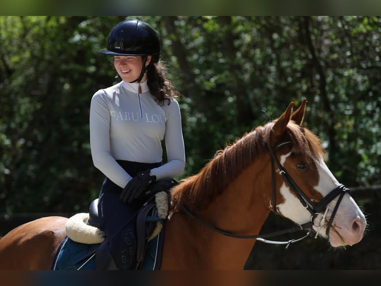 Sonstige Rassen Wallach 6 Jahre 145 cm Fuchs in Passau
