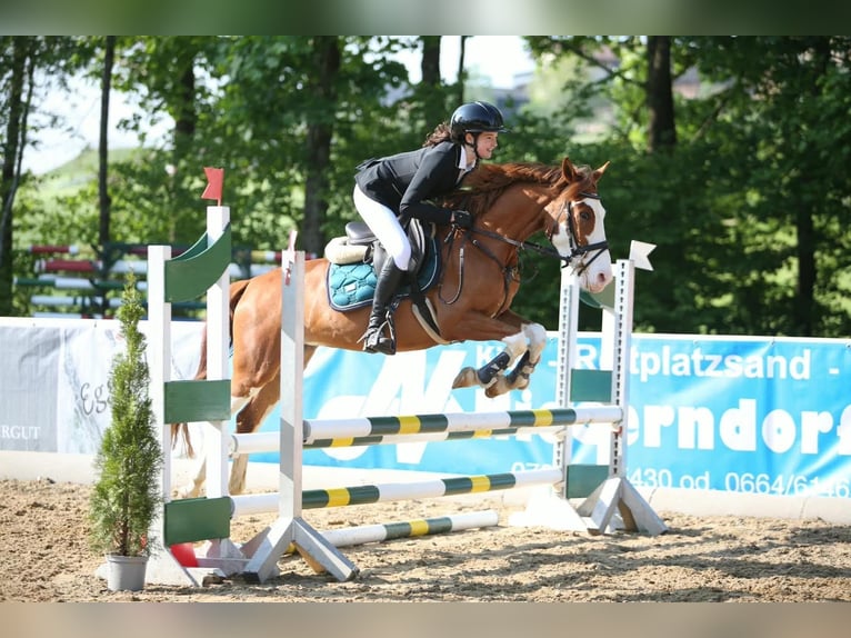 Sonstige Rassen Wallach 6 Jahre 145 cm Fuchs in Passau