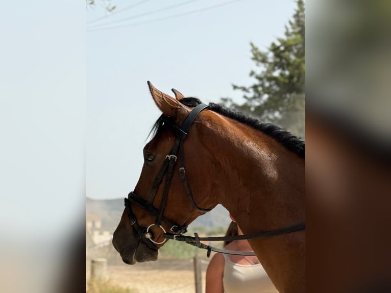 Sonstige Rassen Wallach 6 Jahre 148 cm Brauner in Coin