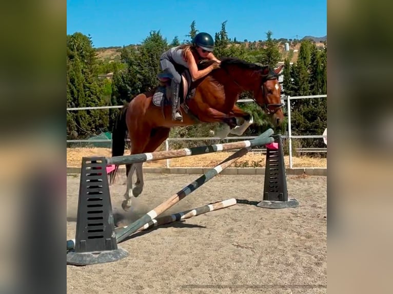 Sonstige Rassen Wallach 6 Jahre 148 cm Brauner in Coin