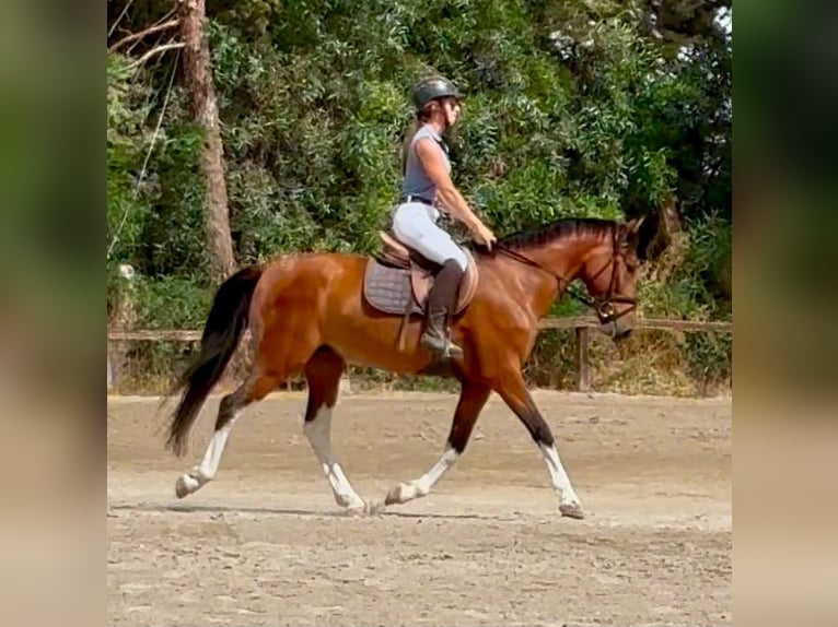 Sonstige Rassen Wallach 6 Jahre 148 cm Brauner in Coin