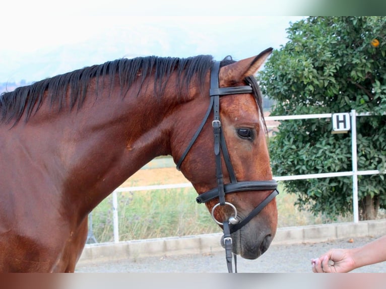Sonstige Rassen Wallach 6 Jahre 148 cm Brauner in Coin