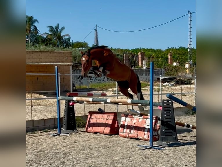 Sonstige Rassen Wallach 6 Jahre 148 cm Brauner in Coin