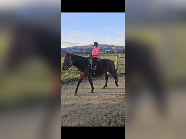 Sonstige Rassen Wallach 6 Jahre 148 cm Dunkelbrauner in Oberteuringen