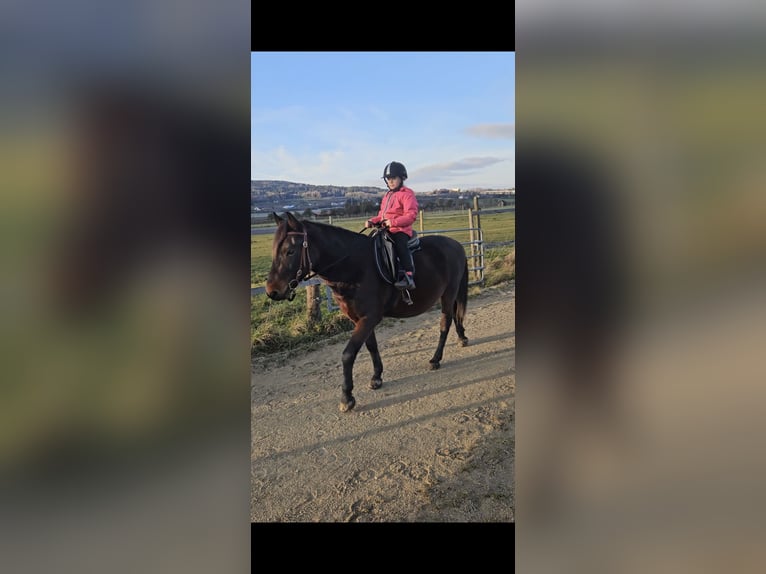 Sonstige Rassen Wallach 6 Jahre 148 cm Dunkelbrauner in Oberteuringen