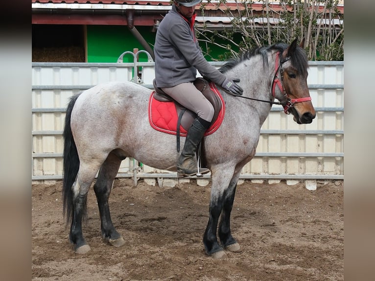 Sonstige Rassen Wallach 6 Jahre 148 cm Roan-Bay in Rudersdorf