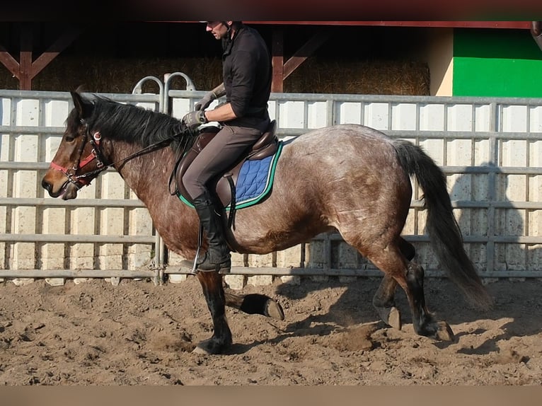 Sonstige Rassen Wallach 6 Jahre 148 cm Roan-Red in Buttsädt