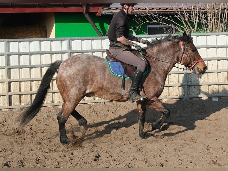 Sonstige Rassen Wallach 6 Jahre 148 cm Roan-Red in Buttstädt